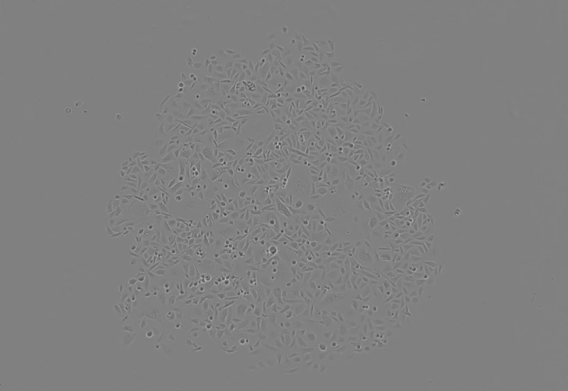 Dynamic Content Image